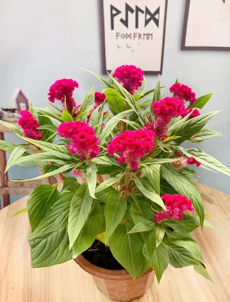 八月养花就选这5种 个个都是高颜值 家里养一盆 花美色艳 漂亮极了 养花之家 每日精选公众号文章