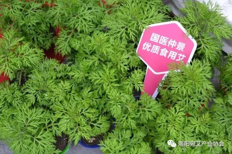 第三届中国艾产业发展大会