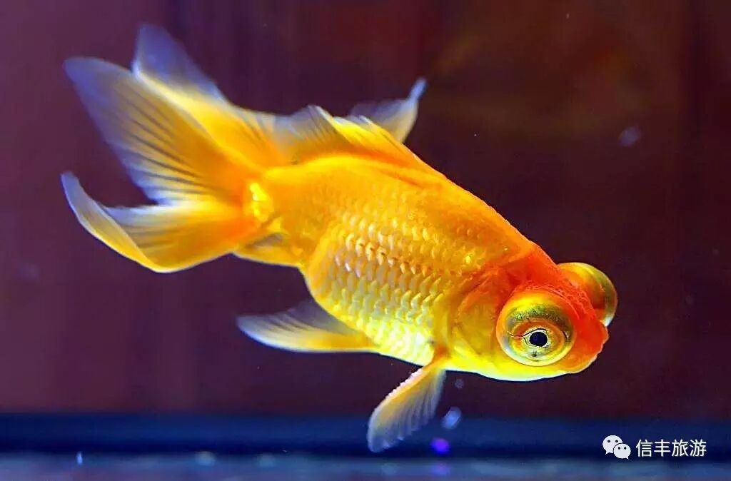 有多少人知道金鱼竟是从信丰这座山里出来的