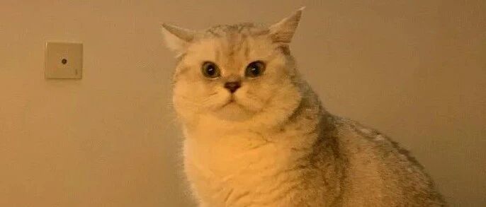 邻居愤怒投诉噪音，发现是猫后：“那没事了，小猫咪能有什么坏心思呢！”