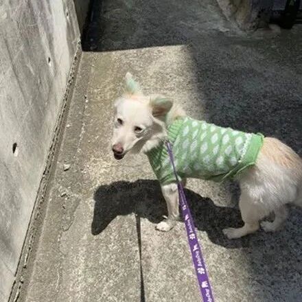 爱犬意外丢失，狗主第二天上班时被告知：有狗找你！