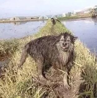 狗子：主人等我有钱了，一定送你去最好的精神病院！