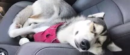 二哈跟其它狗最大的区别可能是：它不知道自己是只狗……