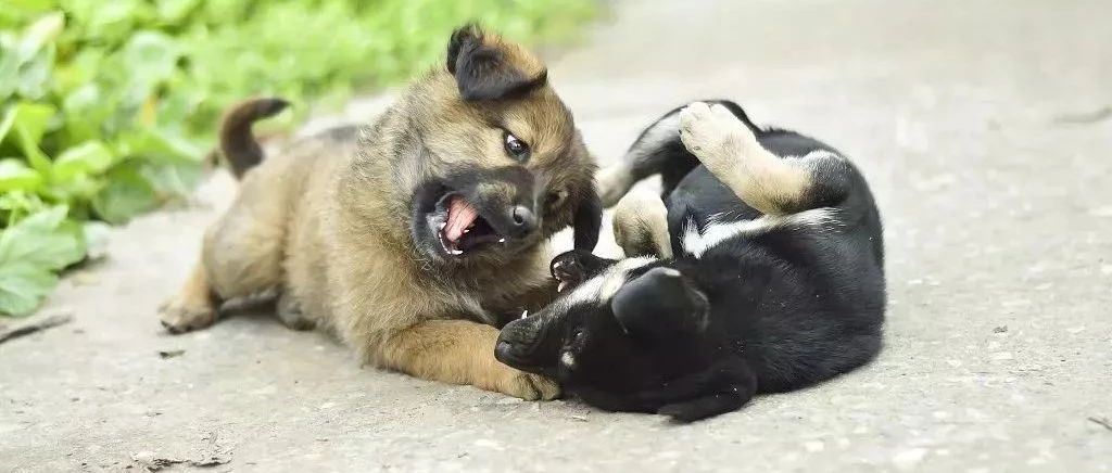 “在中国竟不能养中华田园犬?”杭州大爷办狗证因禁养被拒…