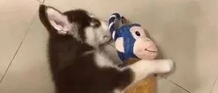 女子晒出哈士奇一年前后的对比照，可网友却注意到了它的玩具：不可思议！