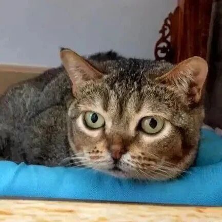 因为长得不太聪明，这只猫红了，22万粉丝每天只为看它舔空气