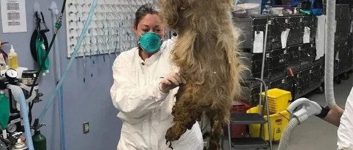 救了只怪物，等剥掉毛发才发现，原来是个小可爱...