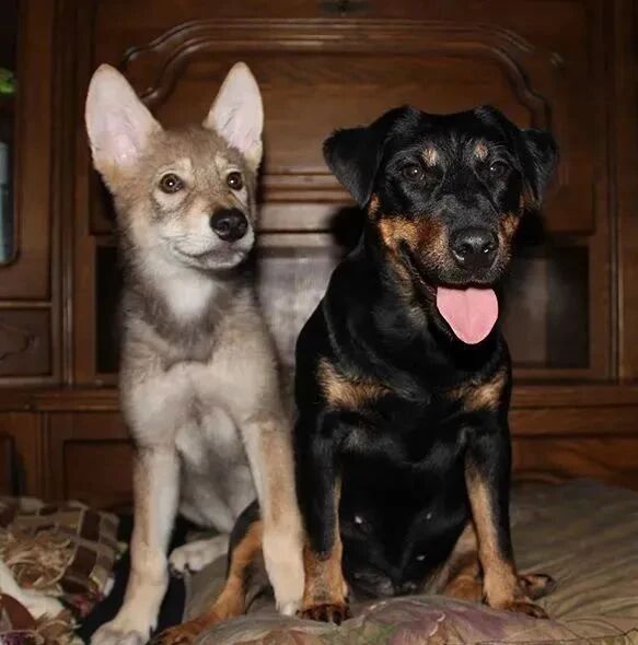 不忍狼宝宝饿死，他心软带回家，结果2年愣给养成了哈士奇...