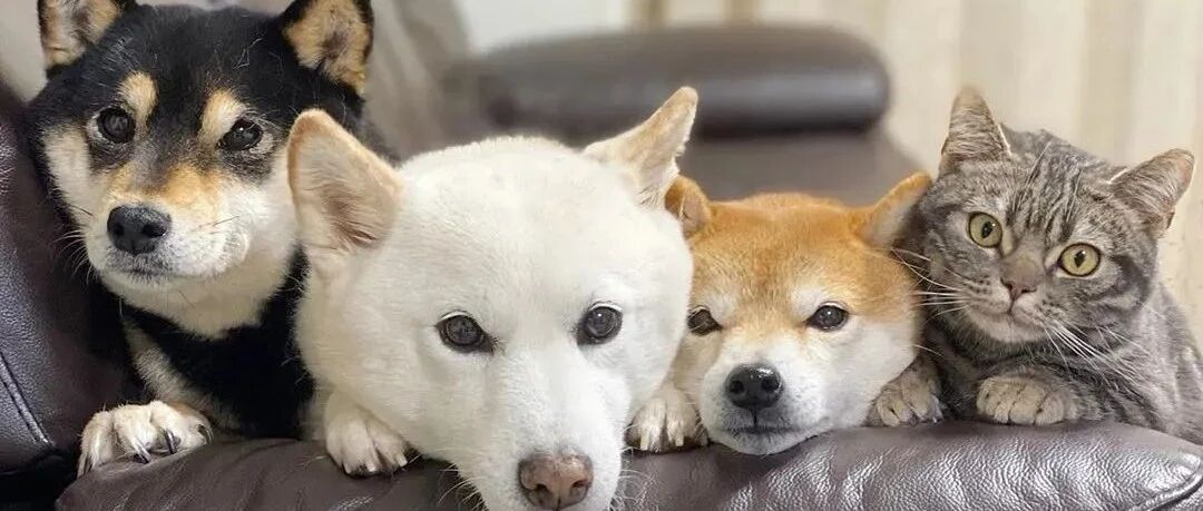 当有三只柴柴的大户人家又养了一只猫后...这到底是四只猫还是四只狗？