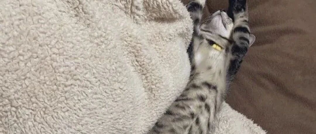 开了暖气后，我家猫集体变异了！