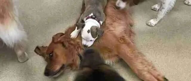 送狗狗去托儿所，结果它居然睡遍了里面的每一只狗子!