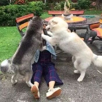 出差回家，结果差点被狗子们踹进医院...