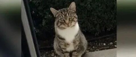 痴情猫咪每天都在女朋友家门外静静等候，直到它的公主起床...