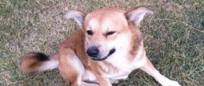 田园犬：“为什么受伤的总是我？”