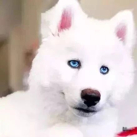 哈士奇恋上萨摩，结果生了下个宝宝，颜值逆天！！