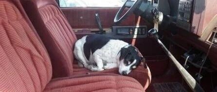 一位网友说起家里的狗，“父亲去世后，它又跑去车上等他了…”