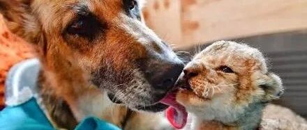 小狮子出生后日渐消瘦，还被新手妈妈咬伤，直到德牧接手后…