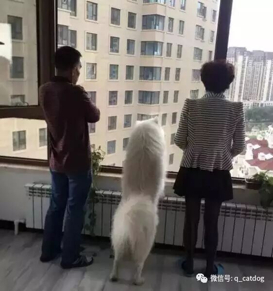 我爸说：你要敢养猫养狗，我打断你狗腿……结果让我很失望！