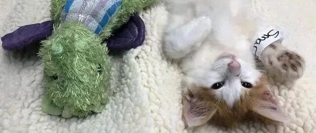 猫咪要做绝育，主人给它一个玩具陪它，结果医生把玩具也绝育了