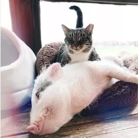 被猫养大的猪是什么样的?它早已经忘了它是一只猪~