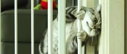 猫猫不要误入歧途，太tm可怕了哈哈哈哈哈​！