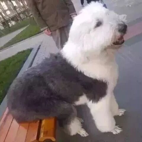 养一只有洁癖的宠物是一种什么体验？铲屎官：就差会自己铲屎了！