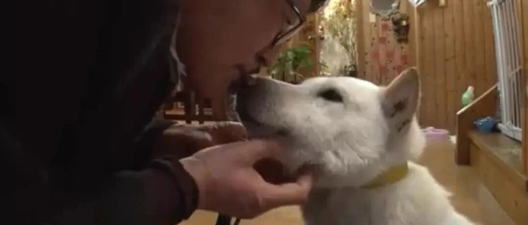 “我的狗咬了我一口，就再也没回过家...”