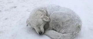 流浪小奶狗躲进楼道取暖，被赶出来后一脸委屈：我真的好冷…