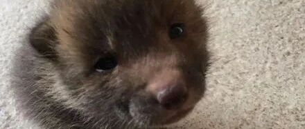 路边捡到可爱小狗，上网发文炫耀，没想到网友都劝他赶紧送走！