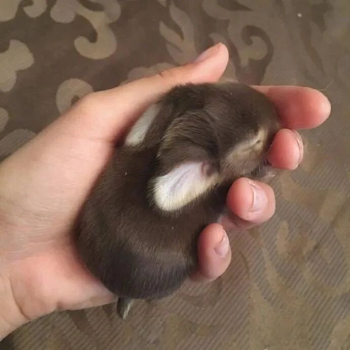 手心里的小兔几，太可爱了！！