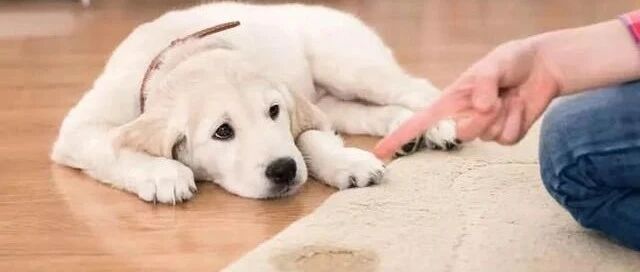 养狗前老爸说被他看到地上有狗屎就把它糊到我的脸上，结果……