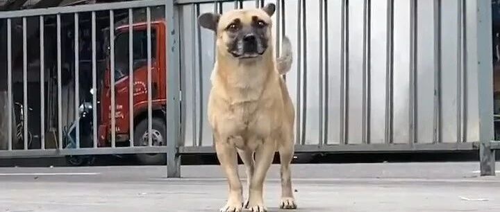 重庆版的“忠犬八公”，那只叫“元宝”的狗狗，终于不用再等了…