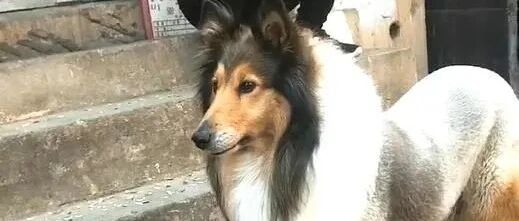 狗狗偶遇前主人，瞬间情绪失控，它目送前主人离去的眼神让人心碎…