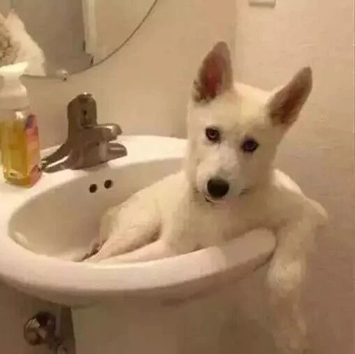 “我家狗子一觉睡醒脚跛了，带去医院才知道…”