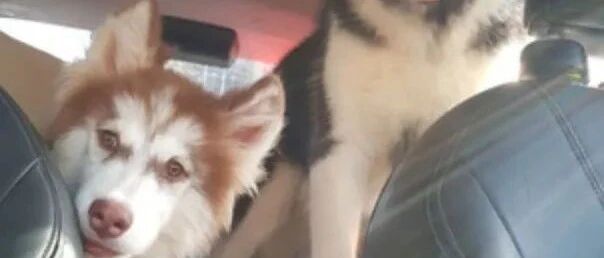 哈士奇特别安静，铲屎官觉得不对劲就去瞄一下...瞬间血压飙升！