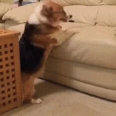 我今天就要骂狗了，狗仗人势！