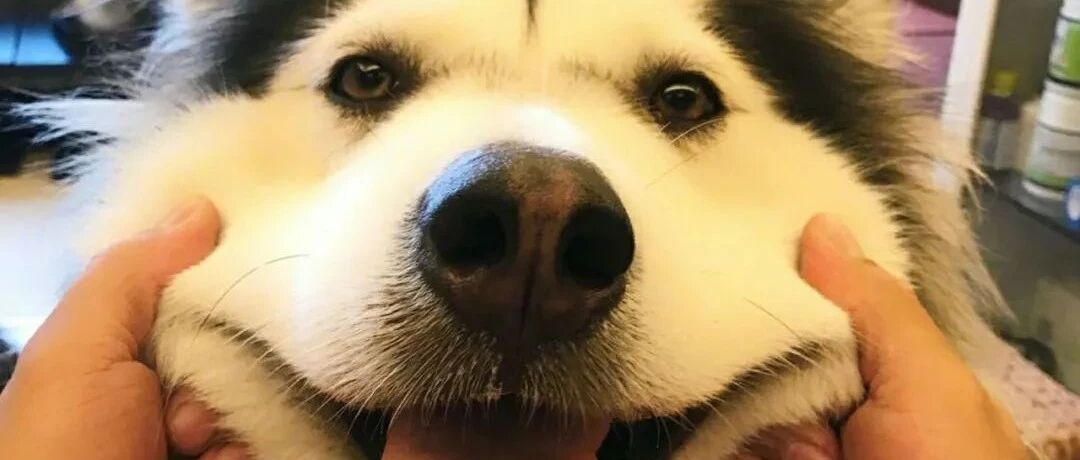 网红狗狗“撕家”突然离世，网友泪崩：谢谢你温暖过那么多人！要再见面啊！