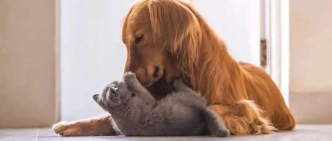 “妈妈，我不是你的涨粉道具！”