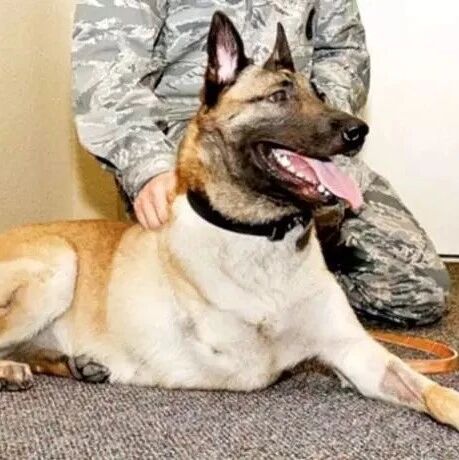 这只军犬为了保护战友遭到步枪扫射，在即将被安乐死时，一个人出现了……