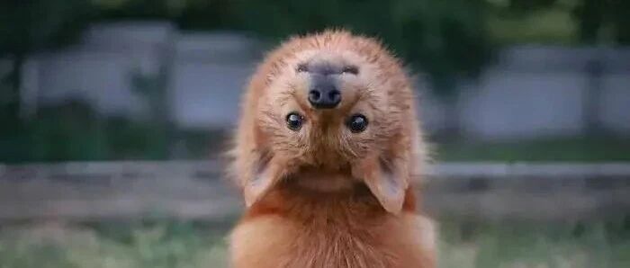 没想到我因为模仿一只狗，被送进了医院…