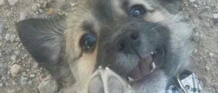 谁说土狗土了?那你是没见过这样子的它们!