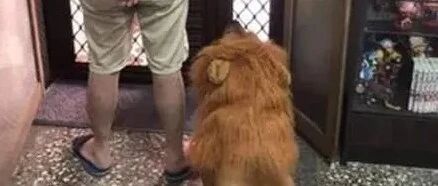 举报有人遛狮子，动保紧急检查发现：你是真的狗…