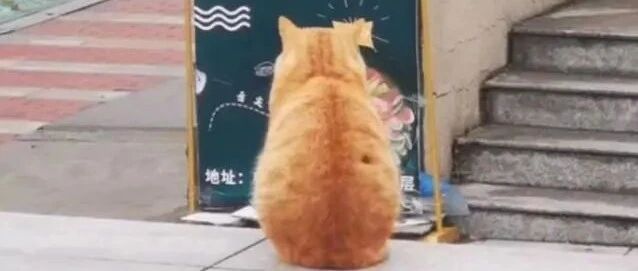 流浪橘猫因想吃花甲走红，只看背影，就知道猫咪快馋死了