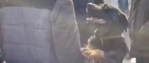 “求求你，不要卖掉我，我一定听话……”