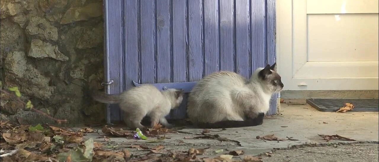 小奶猫走路惨遭嫌弃，猫妈：四只脚各走各的，就无语！