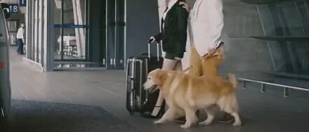 看见狗狗的真心，瞬间泪奔...