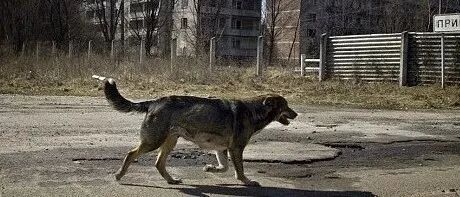 切尔诺贝利核爆炸35年后，那里的猫猫狗狗们怎么样了？