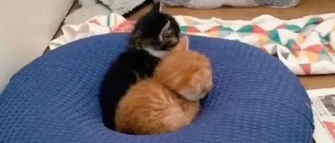 它俩约定一起可爱成长，可把橘猫送到奶奶那里一段时间后…