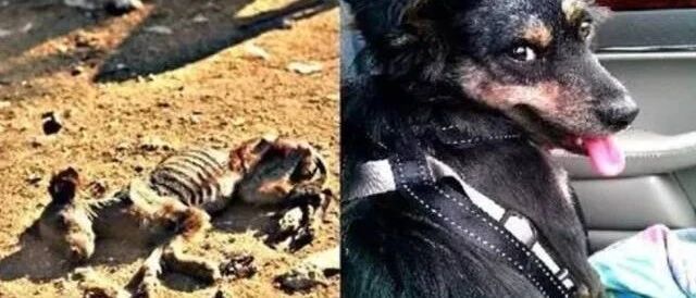 流浪狗被救前后的惊人蜕变，这世界真暖！