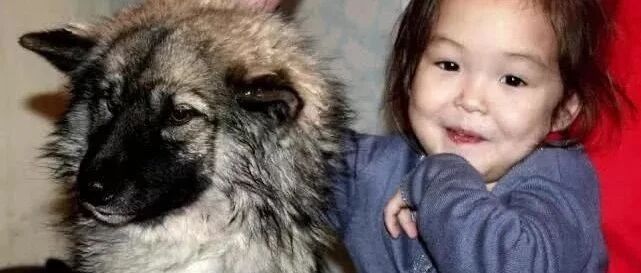 俄罗斯三岁女孩和爱犬失踪，三周后小狗独自咬着女孩的发带回来……